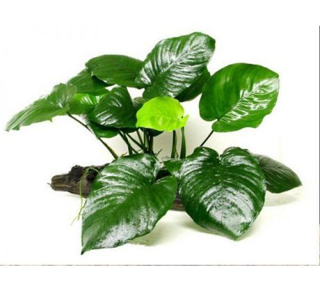 Anubias barteri Broad Leaf /Košík /
