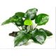 Anubias barteri Broad Leaf /Košík /