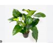 Anubias barteri Broad Leaf /Košík /
