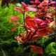 Ludwigia repens 'Mesakana' /in Vitro Aqua art/