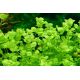 Micranthemum umbrosum /in Vitro Aqua art/