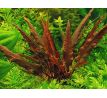 Cryptocoryne wendtii 'Mi Oya' /in Vitro Aqua art/