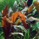 Cryptocoryne wendtii 'Mi Oya' /in Vitro Aqua art/