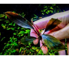 Bucephalandra sp. ’Ulysses’ / Invitro Aqu art /