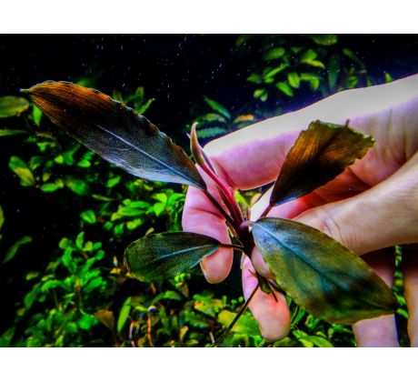 Bucephalandra sp. ’Ulysses’ / Invitro Aqu art /