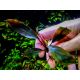 Bucephalandra sp. ’Ulysses’ / Invitro Aqu art /