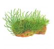 Stringy moss (Leptodictyum riparium)