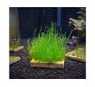 Stringy moss (Leptodictyum riparium)
