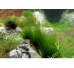 Stringy moss (Leptodictyum riparium)