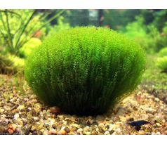 Stringy moss (Leptodictyum riparium)