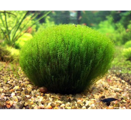 Stringy moss (Leptodictyum riparium)