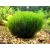 Stringy moss (Leptodictyum riparium)