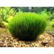 Stringy moss (Leptodictyum riparium)