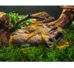 GlasGarten Crispy Caves S