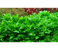 Staurogyne repens /in Vitro Aqua art/