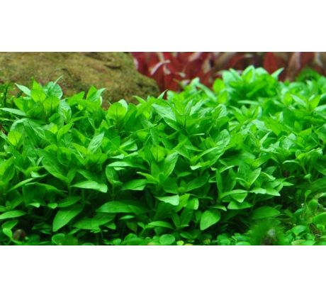 Staurogyne repens /in Vitro Aqua art/