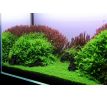 Staurogyne repens /in Vitro Aqua art/