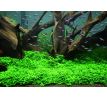 Staurogyne repens /in Vitro Aqua art/