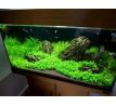 Staurogyne repens /in Vitro Aqua art/
