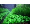 Staurogyne repens /in Vitro Aqua art/