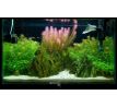 Rotala wallichii /in Vitro Aqua art/