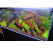 Rotala wallichii /in Vitro Aqua art/