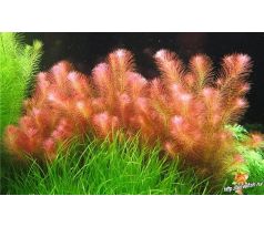 Rotala wallichii /in Vitro Aqua art/