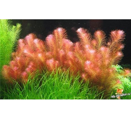 Rotala wallichii /in Vitro Aqua art/