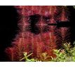 Rotala wallichii /in Vitro Aqua art/