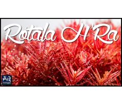 Rotala sp. ’H’ra’ /in Vitro Aqua art/