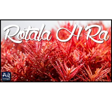 Rotala sp. ’H’ra’ /in Vitro Aqua art/