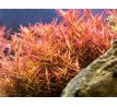 Rotala sp. ’H’ra’ /in Vitro Aqua art/