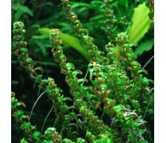 Rotala sp. 'Pearl' /in Vitro Aqua art/