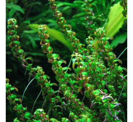 Rotala sp. 'Pearl' /in Vitro Aqua art/