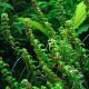 Rotala sp. 'Pearl' /in Vitro Aqua art/