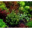 Rotala sp. 'Pearl' /in Vitro Aqua art/