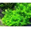 Rotala rotundifolia 'Green' /in Vitro Aqua art/