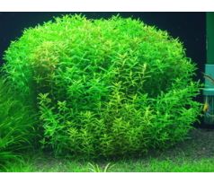 Rotala rotundifolia 'Green' /in Vitro Aqua art/