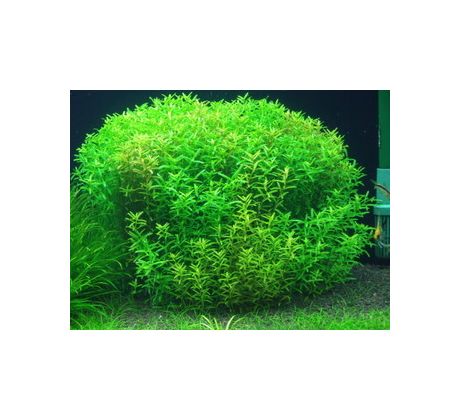 Rotala rotundifolia 'Green' /in Vitro Aqua art/