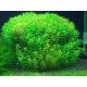 Rotala rotundifolia 'Green' /in Vitro Aqua art/