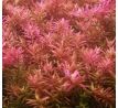 Rotala sp „Yao-Yai” /in Vitro Aqua art/