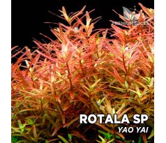 Rotala sp „Yao-Yai” /in Vitro Aqua art/