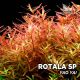 Rotala sp „Yao-Yai” /in Vitro Aqua art/