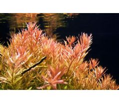 Rotala rotundifolia /in Vitro Aqua art/