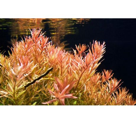 Rotala rotundifolia /in Vitro Aqua art/