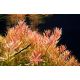 Rotala rotundifolia /in Vitro Aqua art/