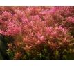 Rotala rotundifolia /in Vitro Aqua art/