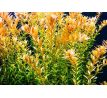 Rotala rotundifolia /in Vitro Aqua art/