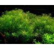 Rotala Nanjenshan /in Vitro Aqua art/