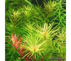 Rotala Nanjenshan /in Vitro Aqua art/